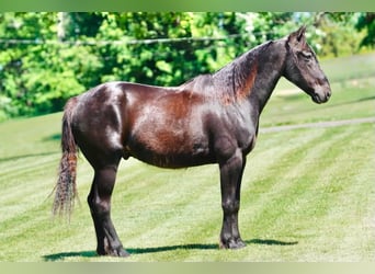 Pony de las Américas, Caballo castrado, 11 años, 141 cm, Negro