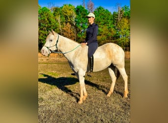 Pony de las Américas, Caballo castrado, 11 años, 142 cm, Tordo