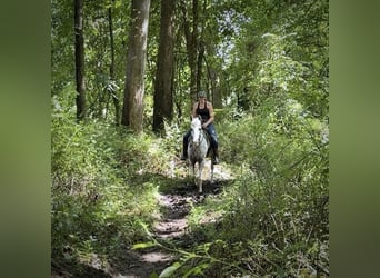 Pony de las Américas, Caballo castrado, 11 años, 147 cm