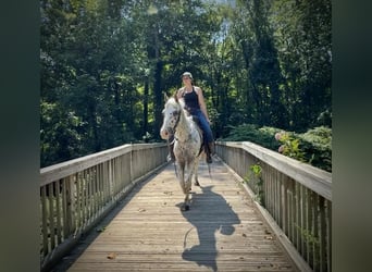 Pony de las Américas, Caballo castrado, 11 años, 147 cm