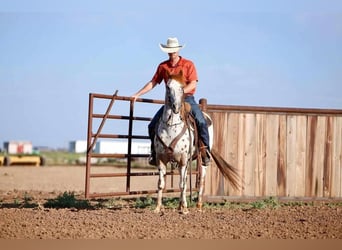 Pony de las Américas, Caballo castrado, 12 años, 137 cm