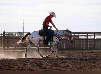 Pony de las Américas, Caballo castrado, 12 años, 137 cm