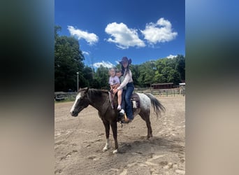 Pony de las Américas, Caballo castrado, 12 años, Alazán-tostado