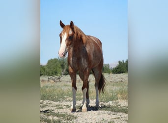 Pony de las Américas, Caballo castrado, 13 años, 142 cm, Ruano alazán