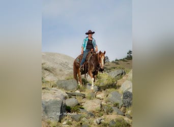 Pony de las Américas, Caballo castrado, 13 años, 142 cm, Ruano alazán