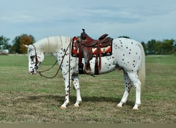Pony de las Américas, Caballo castrado, 13 años, Alazán-tostado