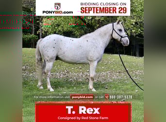 Pony de las Américas, Caballo castrado, 14 años, 122 cm