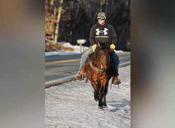Pony de las Américas, Caballo castrado, 14 años, 142 cm, Alazán rojizo