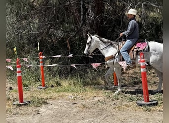 Pony de las Américas, Caballo castrado, 14 años, 152 cm, Tordo