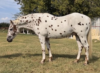 Pony de las Américas, Caballo castrado, 14 años, Alazán rojizo