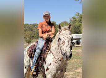 Pony de las Américas, Caballo castrado, 14 años, Alazán rojizo