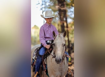 Pony de las Américas, Caballo castrado, 15 años, 124 cm, Champán