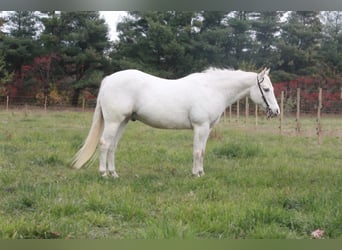 Pony de las Américas, Caballo castrado, 15 años, White/Blanco