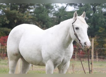 Pony de las Américas, Caballo castrado, 15 años, White/Blanco