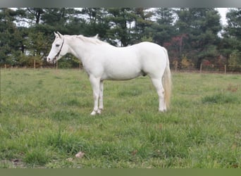 Pony de las Américas, Caballo castrado, 16 años, White/Blanco