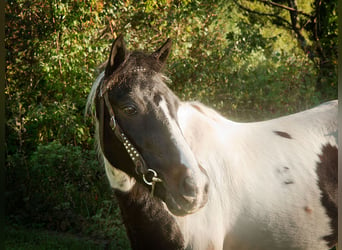 Pony de las Américas, Caballo castrado, 18 años, 124 cm, Tobiano-todas las-capas