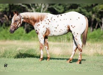 Pony de las Américas, Caballo castrado, 1 año, 130 cm, Alazán-tostado