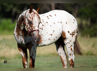 Pony de las Américas, Caballo castrado, 1 año, 130 cm, Alazán-tostado