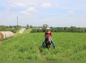 Pony de las Américas, Caballo castrado, 4 años, 102 cm, Castaño claro