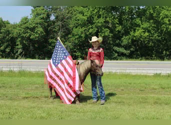 Pony de las Américas, Caballo castrado, 4 años, 102 cm, Castaño claro