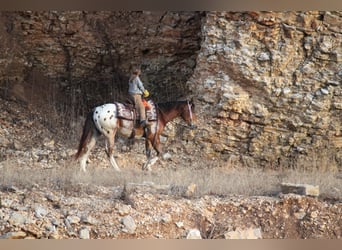 Pony de las Américas Mestizo, Caballo castrado, 4 años, 145 cm