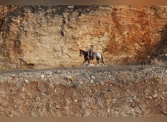 Pony de las Américas Mestizo, Caballo castrado, 4 años, 145 cm