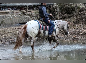 Pony de las Américas, Caballo castrado, 4 años, 147 cm, Alazán-tostado