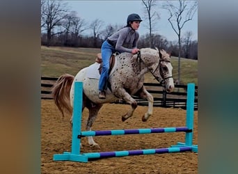 Pony de las Américas, Caballo castrado, 4 años, 147 cm, Ruano alazán