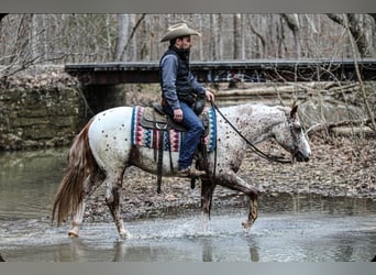 Pony de las Américas, Caballo castrado, 4 años, 147 cm, Ruano alazán