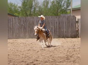 Pony de las Américas Mestizo, Caballo castrado, 4 años, Pío