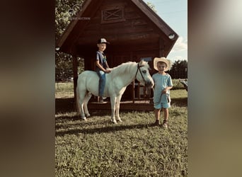 Pony de las Américas, Caballo castrado, 5 años, 109 cm, Tordo