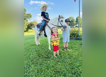 Pony de las Américas, Caballo castrado, 5 años, 109 cm, Tordo