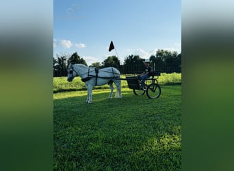 Pony de las Américas, Caballo castrado, 5 años, 109 cm, Tordo