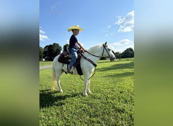 Pony de las Américas, Caballo castrado, 5 años, 109 cm, Tordo