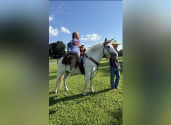 Pony de las Américas, Caballo castrado, 5 años, 109 cm, Tordo