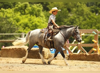 Pony de las Américas, Caballo castrado, 5 años, 114 cm, Tordo