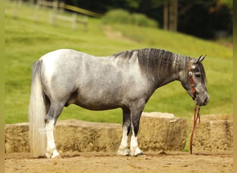 Pony de las Américas, Caballo castrado, 5 años, 114 cm, Tordo