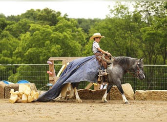 Pony de las Américas, Caballo castrado, 5 años, 114 cm, Tordo