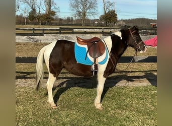 Pony de las Américas, Caballo castrado, 5 años, 122 cm, Tobiano-todas las-capas