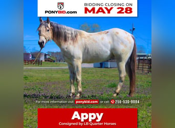 Pony de las Américas, Caballo castrado, 5 años, 142 cm, Buckskin/Bayo