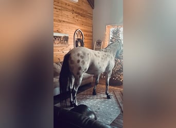 Pony de las Américas, Caballo castrado, 5 años, 142 cm, Buckskin/Bayo