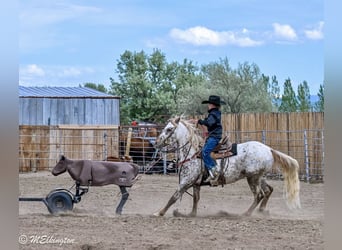 Pony de las Américas, Caballo castrado, 5 años, 142 cm