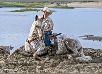 Pony de las Américas, Caballo castrado, 5 años, 142 cm