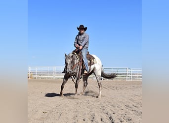 Pony de las Américas, Caballo castrado, 5 años, 145 cm, Atigrado/Moteado