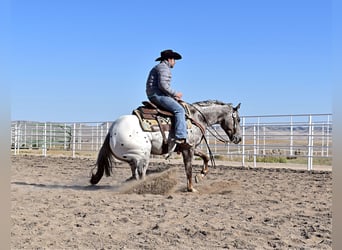 Pony de las Américas, Caballo castrado, 5 años, 145 cm, Atigrado/Moteado