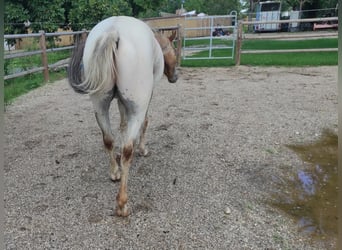 Pony de las Américas, Caballo castrado, 5 años, 146 cm, Tordo