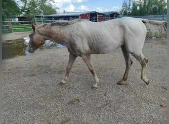 Pony de las Américas, Caballo castrado, 5 años, 146 cm, Tordo