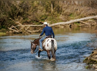 Pony de las Américas Mestizo, Caballo castrado, 5 años, 147 cm, Pío