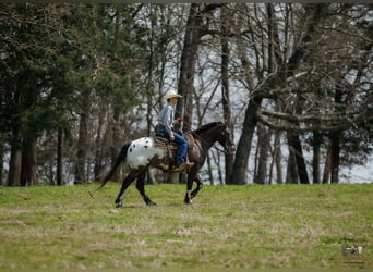 Pony de las Américas Mestizo, Caballo castrado, 5 años, 147 cm, Pío