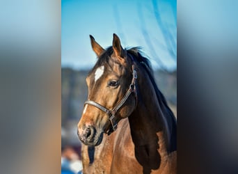 Pony de las Américas, Caballo castrado, 5 años, 152 cm